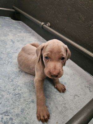 Bébé Onyx